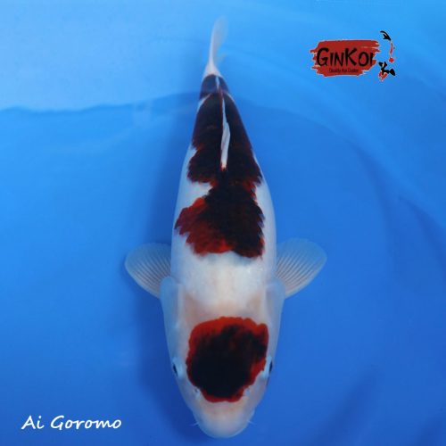 AI GOROMO 56BU