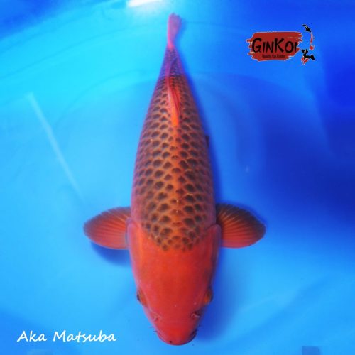 Aka Matsuba 60cm
