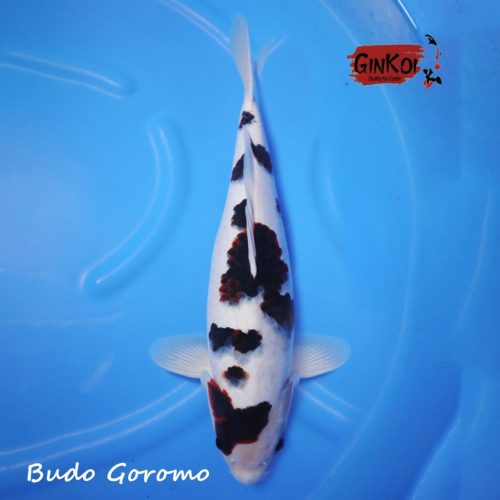 BUDO GOROMO