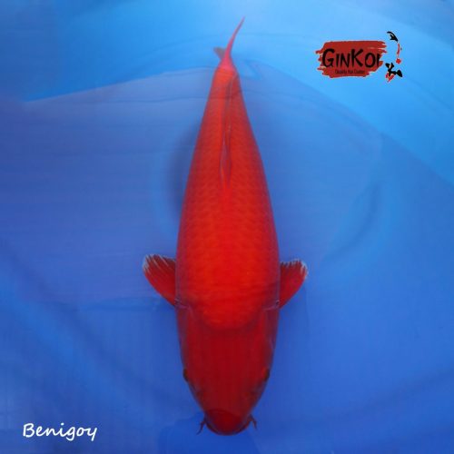 Benigoi 63bu