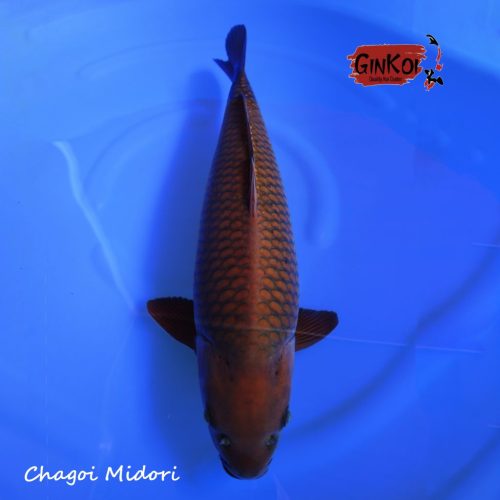 Chagoi Midori 65bu