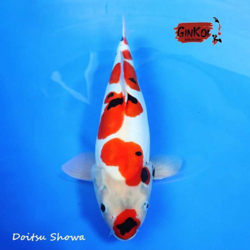 DOITSU SHOWA