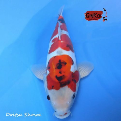 DOITSU SHOWA 48BU