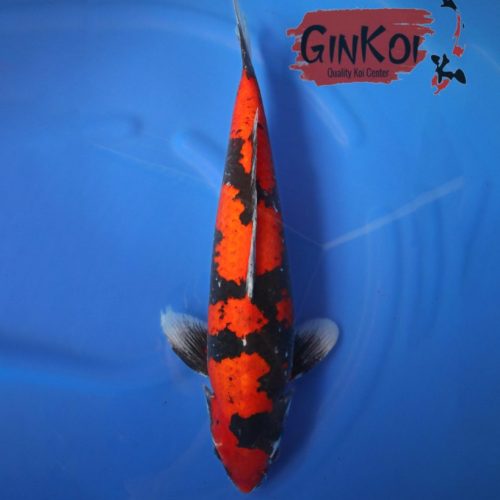GOSHIKI KANO 60BU