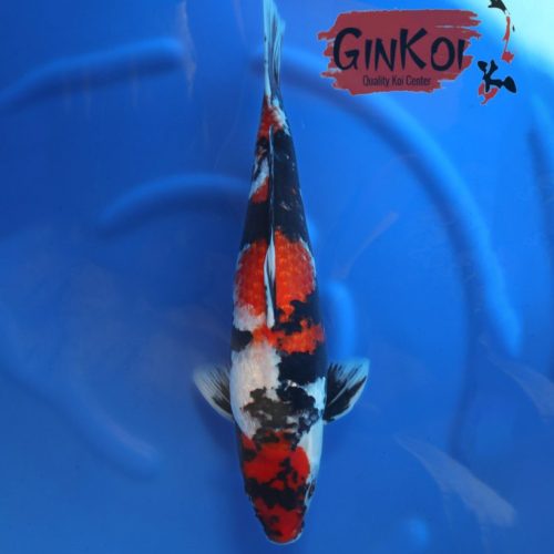 Ginrin Showa 59bu