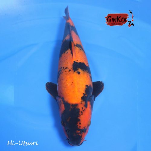 Hi-Utsuri 60BU