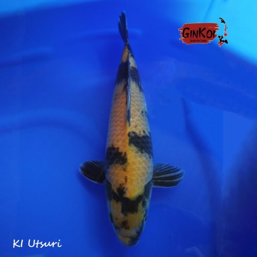 KI Utsuri 46bu