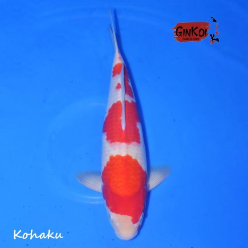KOHAKU 48BU