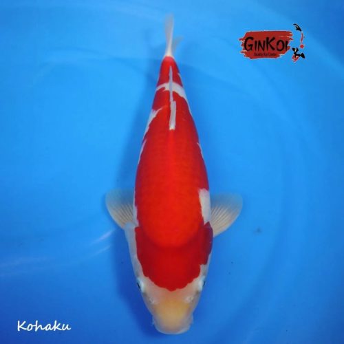 KOHAKU 48BU