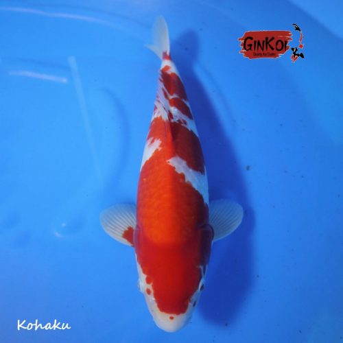 Kohaku 49bu