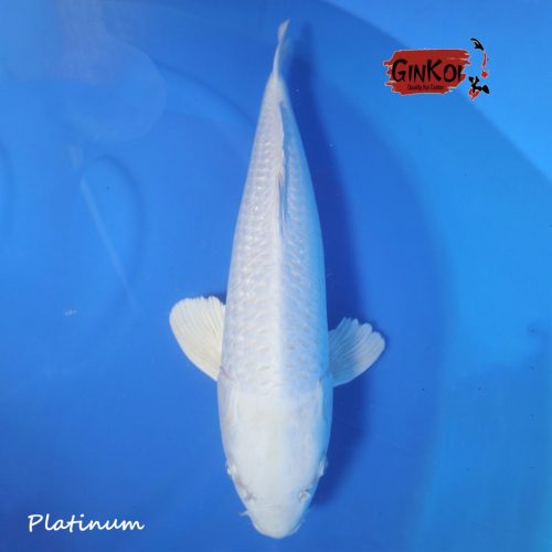 Platinum 63bu