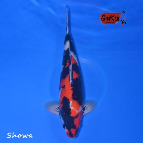 SHOWA SQ 48BU