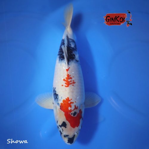 Showa 55