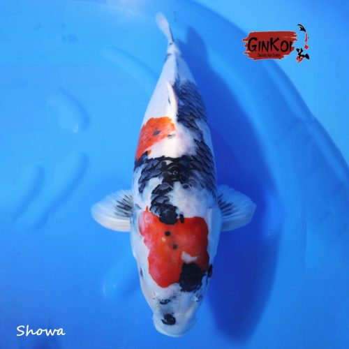 Showa 63bu