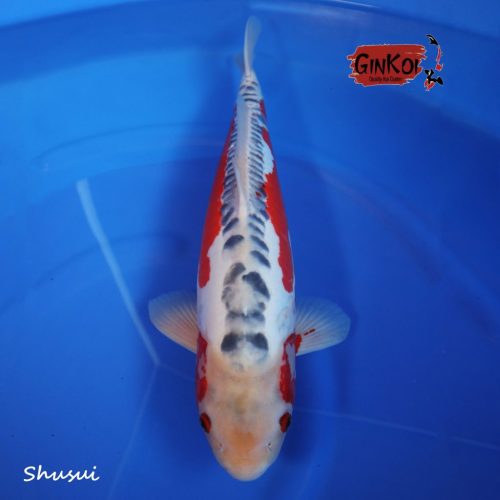 Shusui 50bu