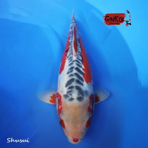 Shusui 65BU