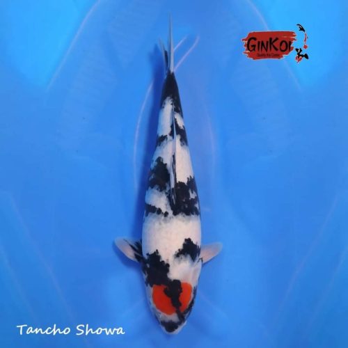 TANCHO SHOWA