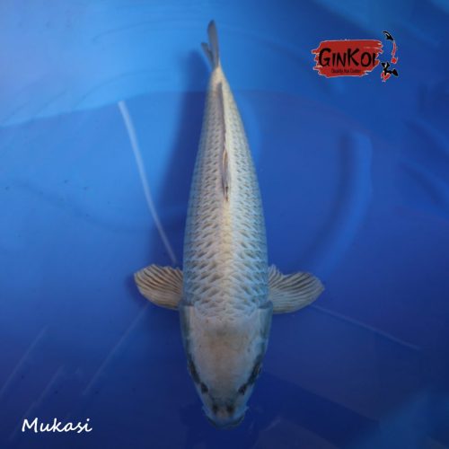 mukasi 65bu
