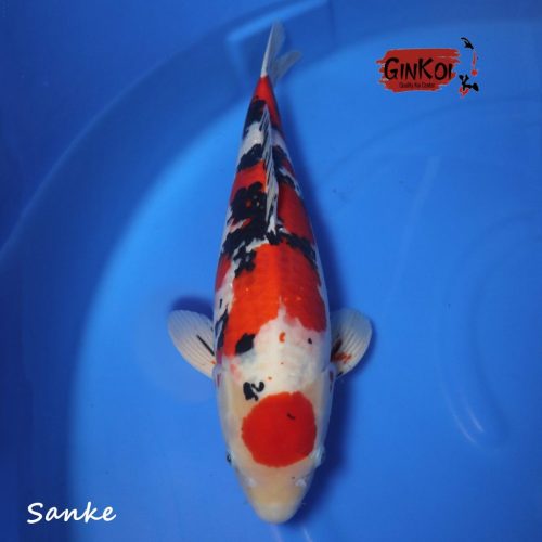 sanke 53BU