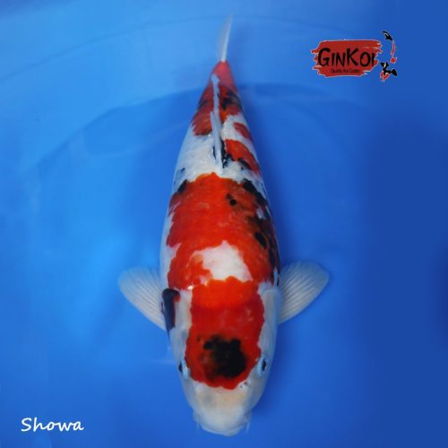 showa 53bu